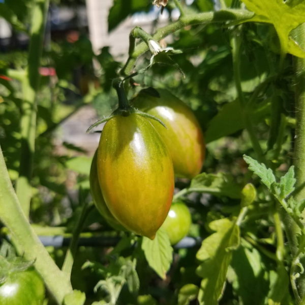 Lucky Tiger Cherry Tomato on the vine | The Coeur d Alene Coop