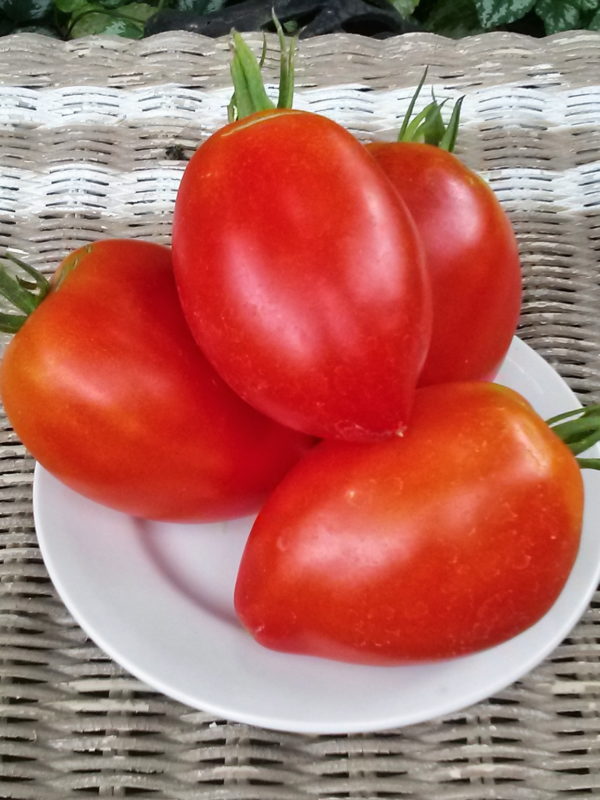 Amish Paste Tomato | The Coeur d Alene Coop