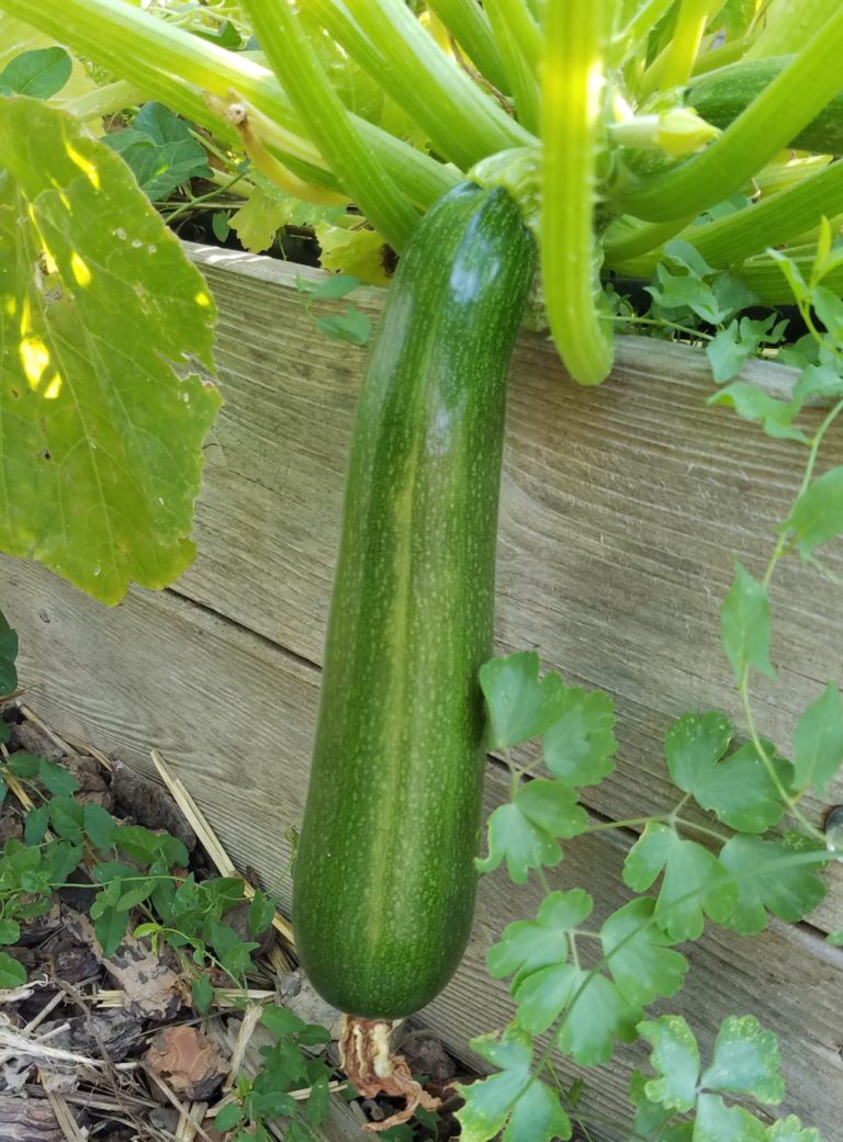 Summer Squash Bush Zucchini — The Coeur d'Alene Coop