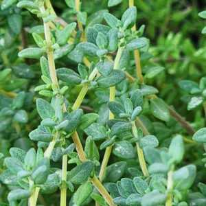 thyme