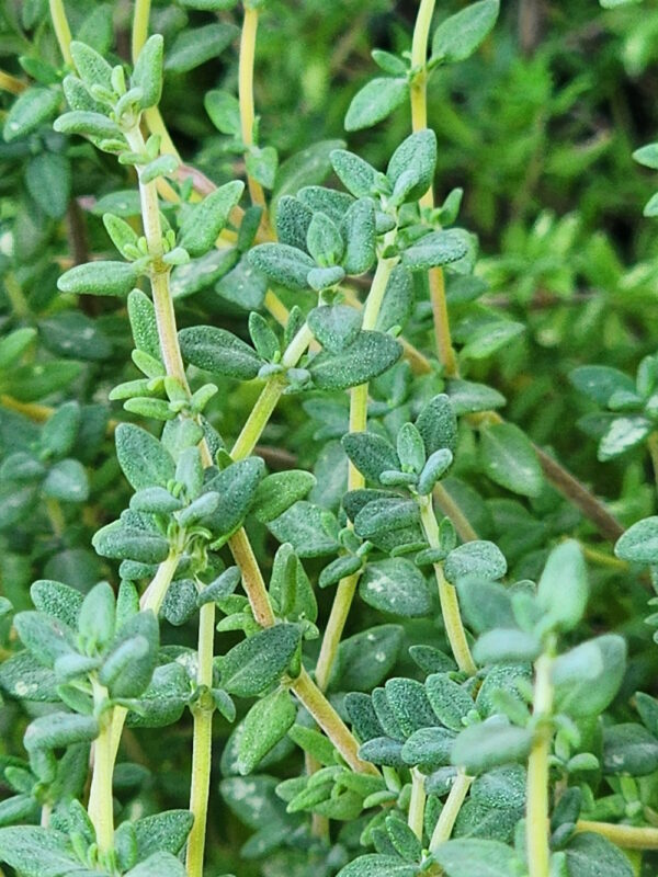 thyme