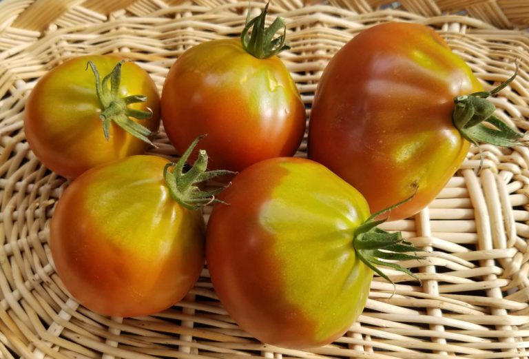 Japanese Black Trifele Tomato The Coeur d'Alene Coop
