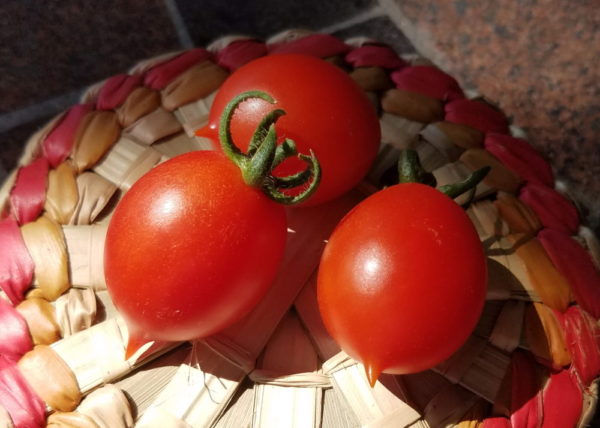 Principe Borghese Heirloom tomato