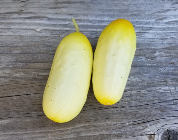 Mini white cucumber | The Coeur d Alene Coop