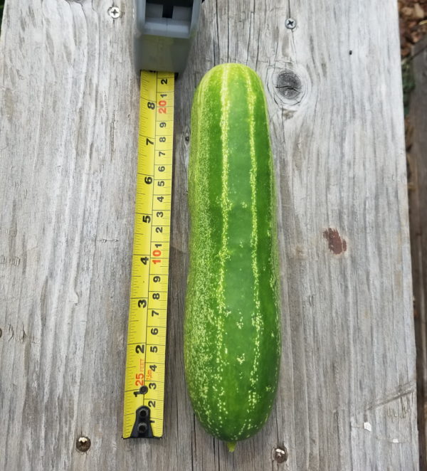 straight 8 cucumber | The Coeur d Alene Coop
