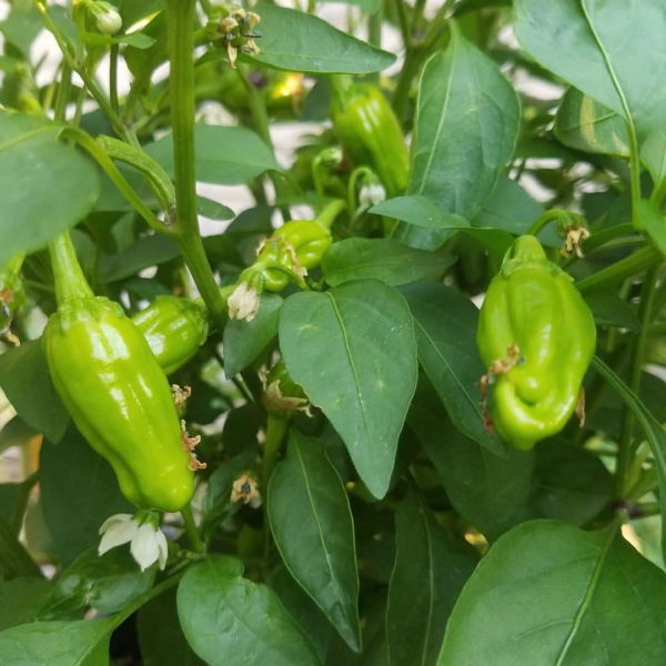 Ise Shishito Peppers | The Coeur d Alene Coop