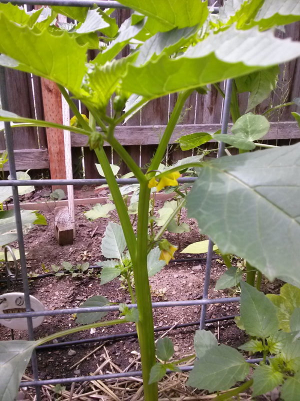 Tomatillo Plant | The Coeur d'Alene Coop