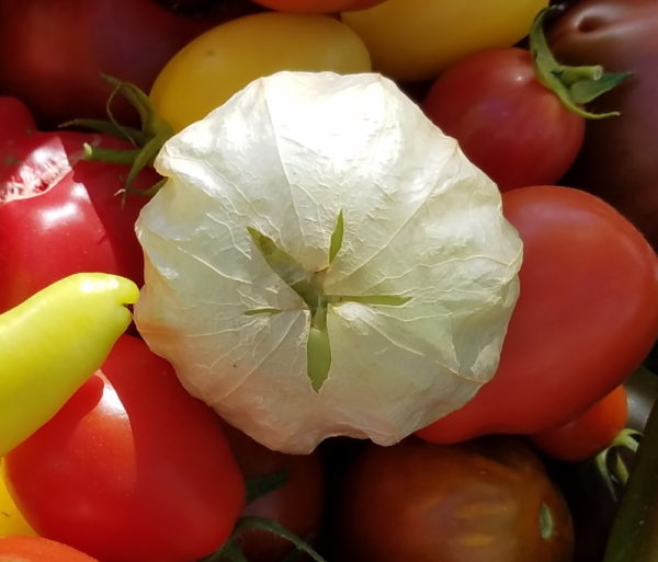 Tomatillo fruit | The Coeur d'Alene Coop