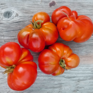 Pantano Romanesco Tomato | The Coeur d Alene Coop