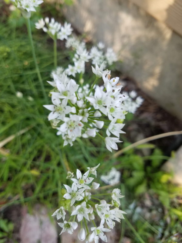 garlic chives | The Coeur d Alene Coop