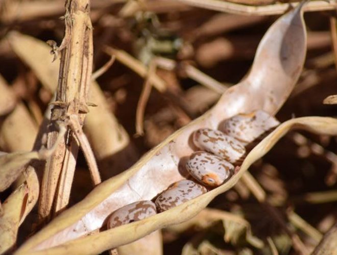 Beans for seed saving