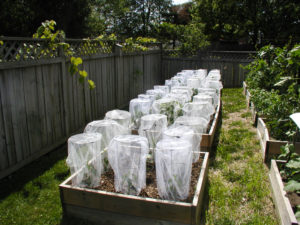 Peppers in blossom bags