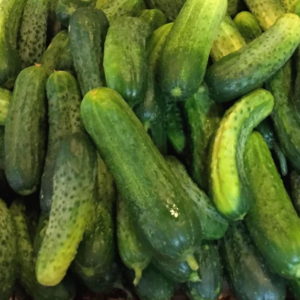 Addis Pickling Cucumber | The Coeur d Alene Coop