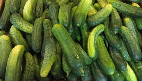 Pickling Cucumber | The Coeur d Alene Coop