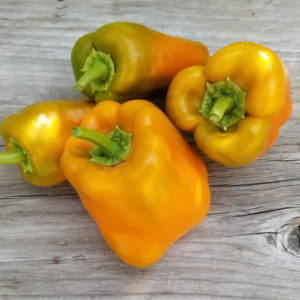 quadrato d asti giallo pepper