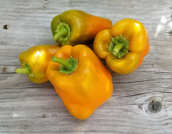 quadrato d asti giallo pepper