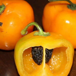 Manzano Chile Pepper | The Coeur d Alene Coop