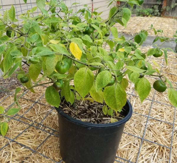 Manzano Pepper Plant | The Coeur d Alene Coop