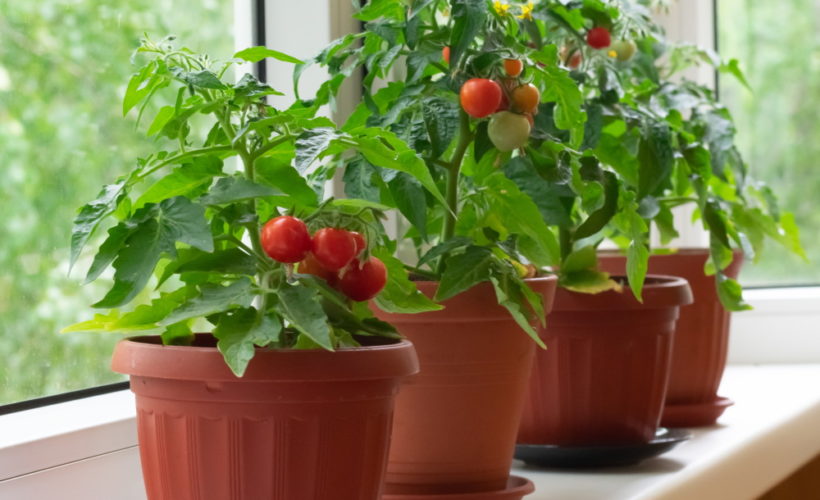 dwarf tomatoes | The Coeur d Alene Coop