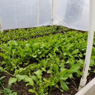Fall greens growing in a low tunnel | The Coeur d Alene Coop