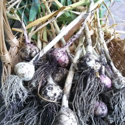 How to Grow and Harvest Garlic – It’s Easy!