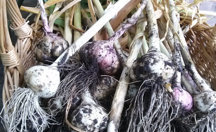 Harvested Garlic | The Coeur d'Alene Coop