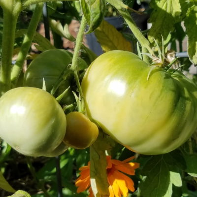 Episode #1 Ripening Green Tomatoes and What to Plant in the Fall Garden