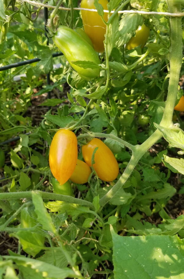 Blush Cherry tomatoes on the vine | The Coeur d Alene Coop