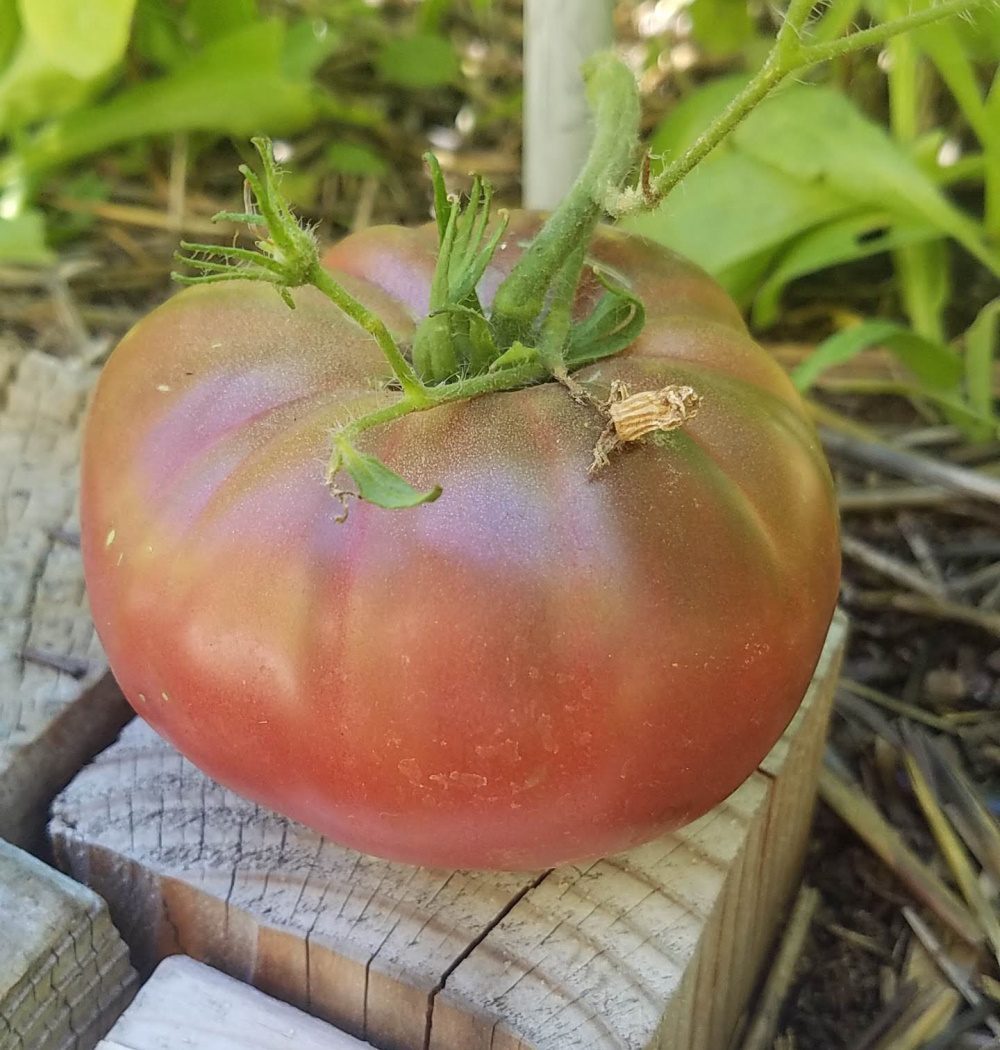 50 Seeds Black Brandywine Tomato | Heirloom | Potato Leaf | Beefsteak | Indeterminate