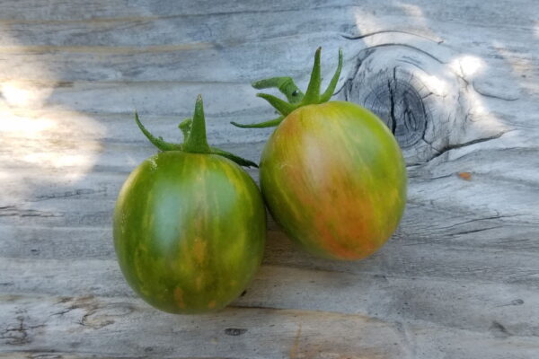 Green Bumble Bee Cherry Tomato | The Coeur d Alene Coop