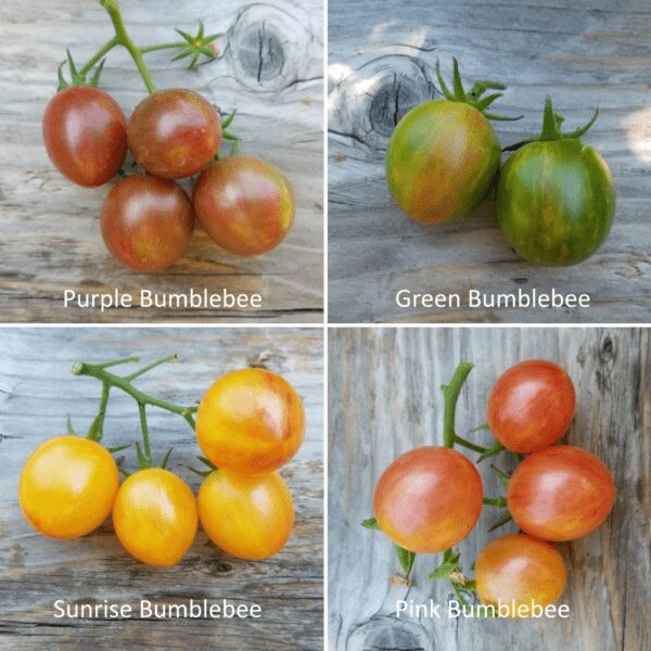 Bumblebee Cherry tomatoes | The Coeur d Alene Coop