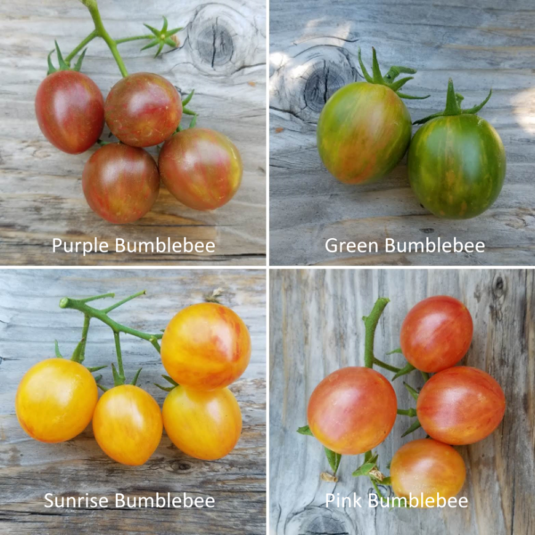 Bumblebee Cherry tomatoes | The Coeur d Alene Coop