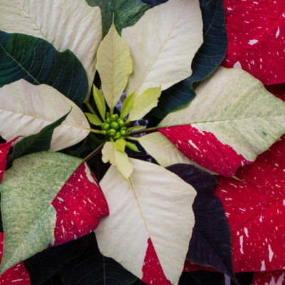 Episode #4: How to Care for Holiday Houseplants
