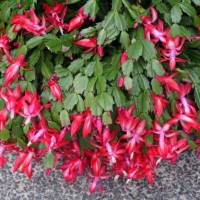 Christmas, Thanksgiving or Easter Cactus? How to Tell!