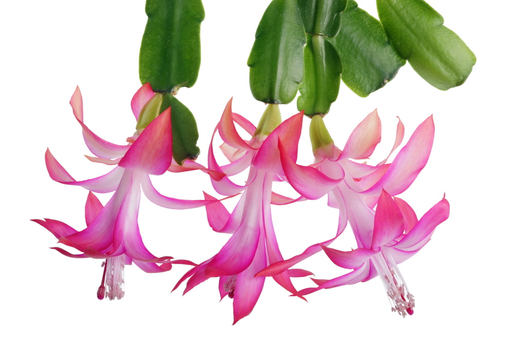 Christmas cactus flowers | The Coeur d Alene Coop