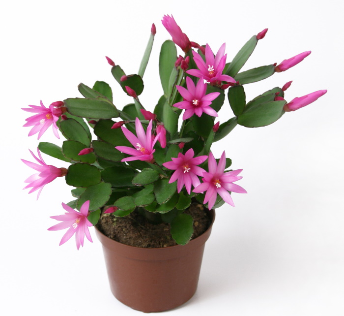 Easter cactus | The Coeur d Alene Coop