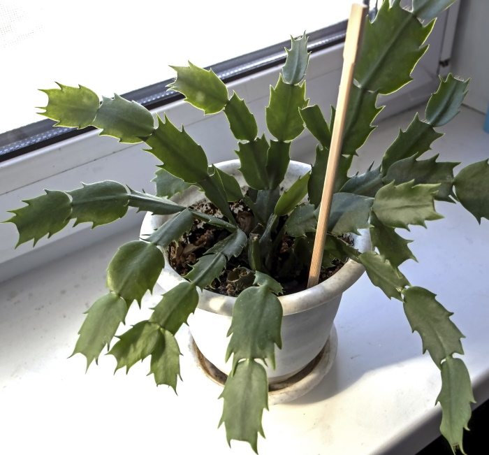 Thanksgiving cactus leaves | The Coeur d Alene Coop
