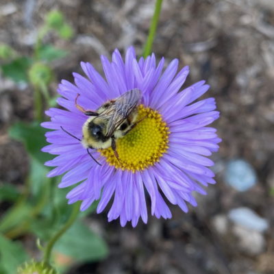 Podcast Episode #6: How to Attract Native Bees to Your Garden