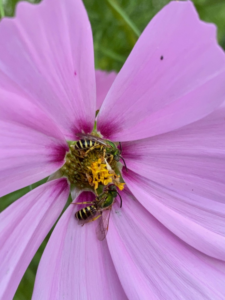 Podcast Episode #6: How To Attract Native Bees To Your Garden — The ...