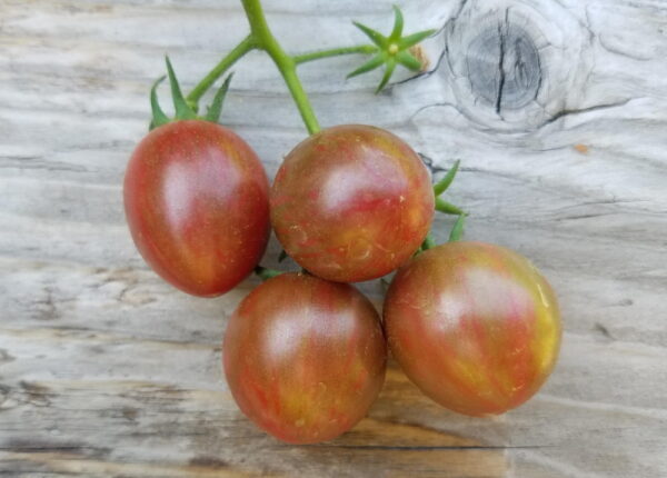 Purple Bumble Bee Cherry Tomato | The Coeur d Alene Coop