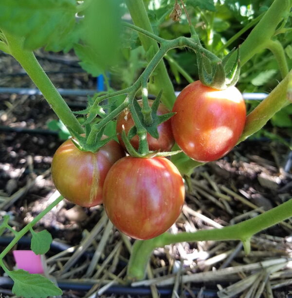 Purple Bumble Bee Cherry tomato on the vine | The Coeur d Alene Coop