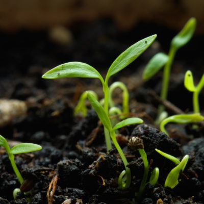 Podcast #7: Why Garden Seeds Fail to Germinate