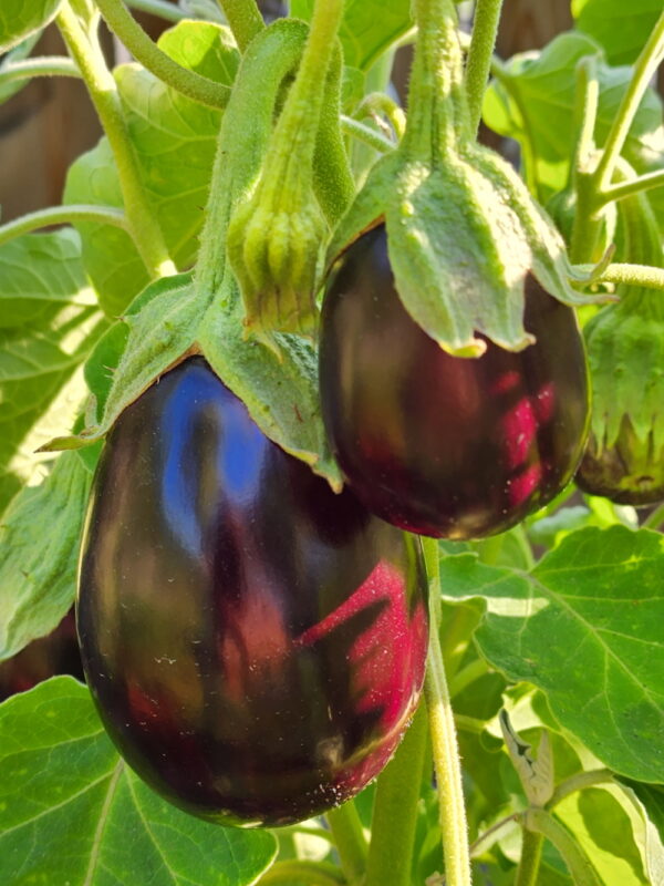 Black Beauty Eggplant | The Coeur d Alene Coop