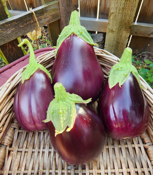 Black Beauty Eggplant | The Coeur d Alene Coop