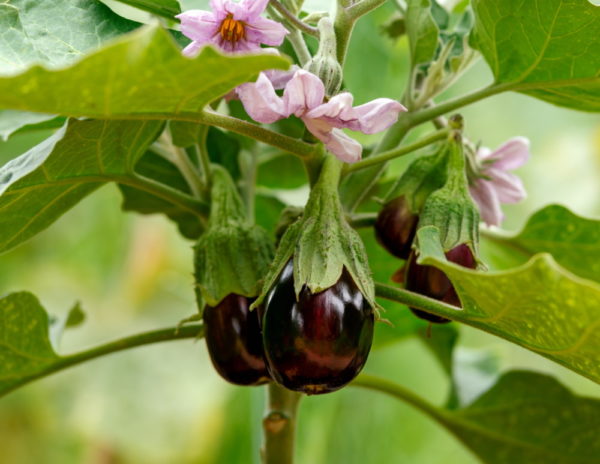 Black beaty eggplant | The Coeur d Alene Coop