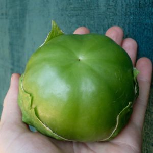 Plaza Latina Green Giant Tomatillo | The Coeur d Alene Coop