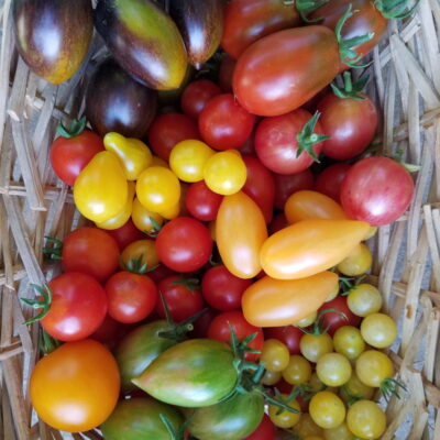 Podcast #10: How to Grow Tomatoes – A Primer for Success