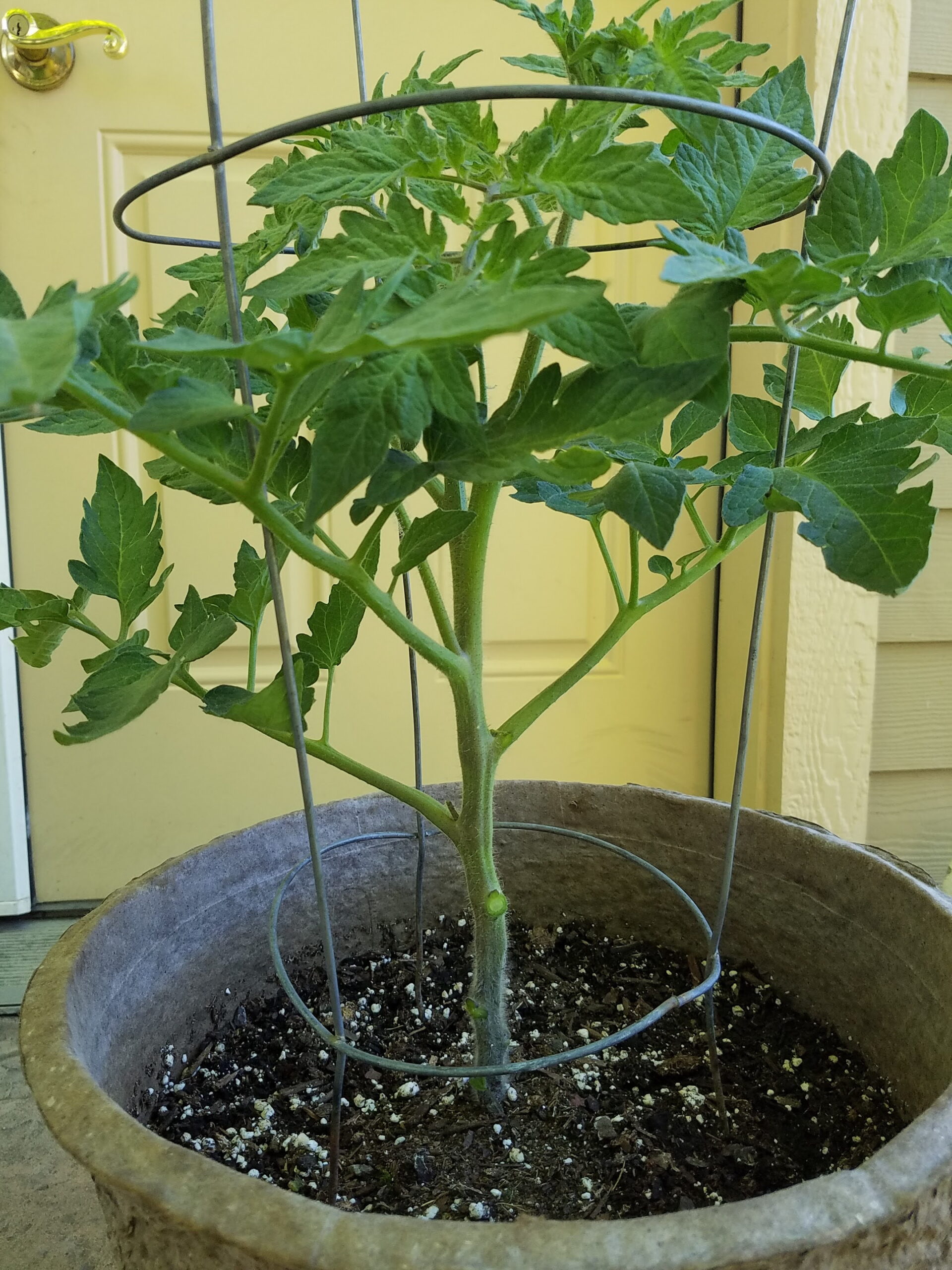 Pruned tomato plant | The Coeur d Alene Coop