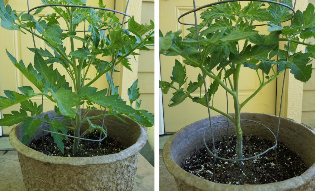 tomato pruning before and after | The Coeur d Alene Coop