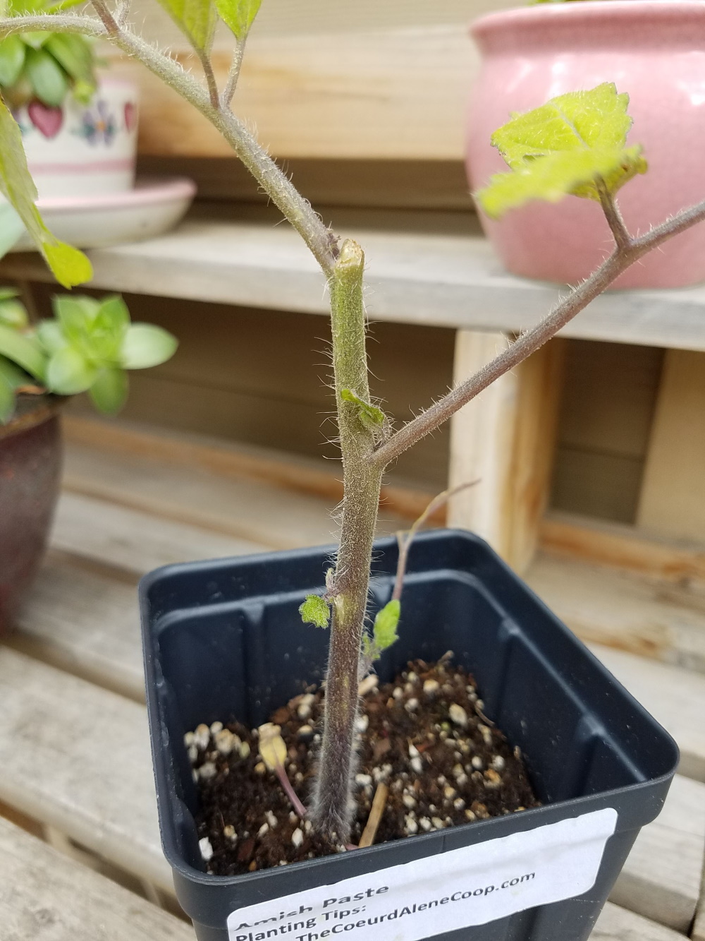 how-to-repair-a-broken-tomato-plant-stem-the-coeur-d-alene-coop